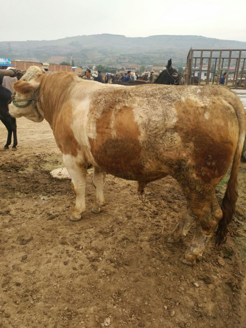 肉牛1000斤以上