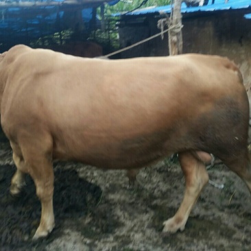 肉牛1000斤以上