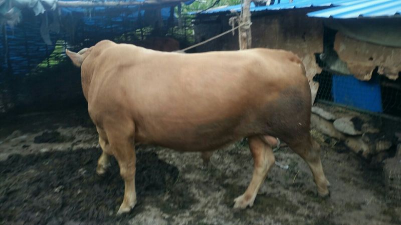 肉牛1000斤以上