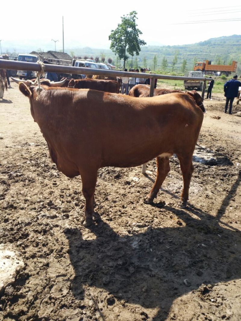 肉牛1000斤以上