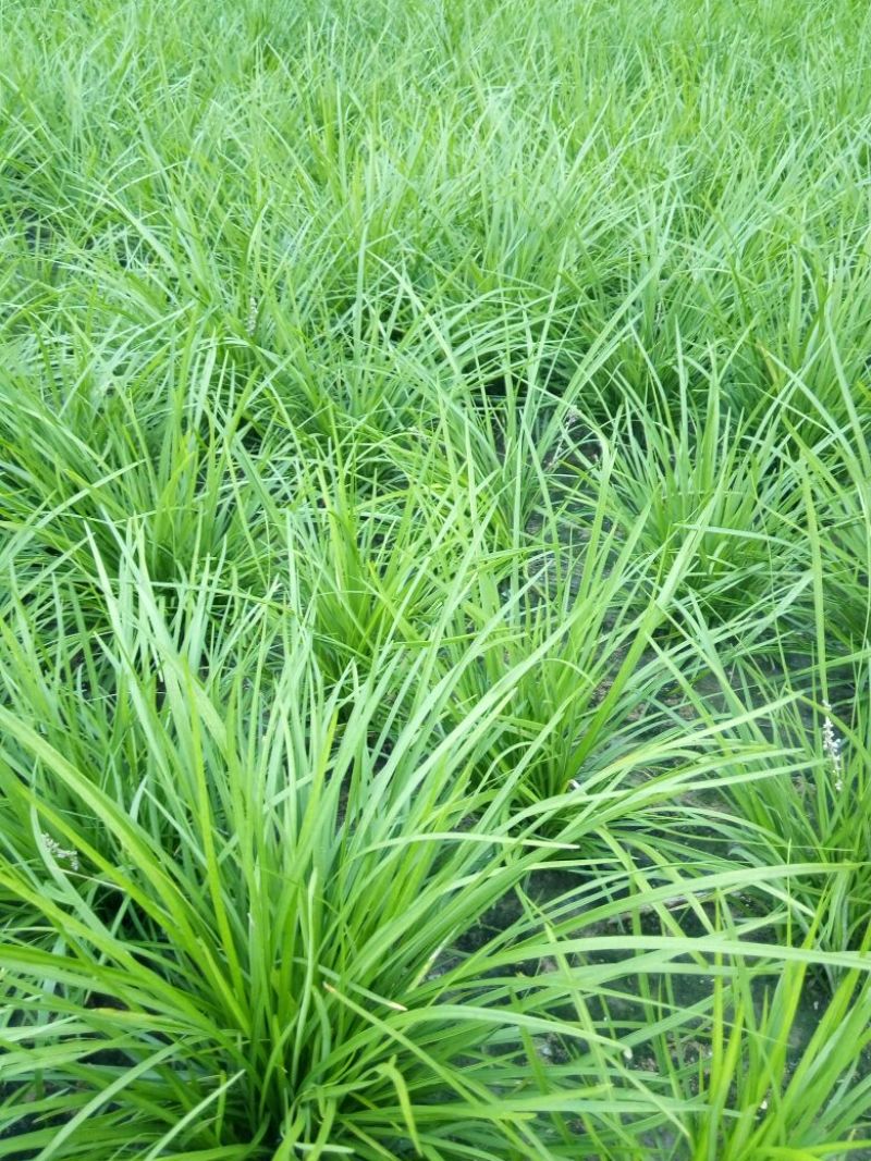 四季青草坪