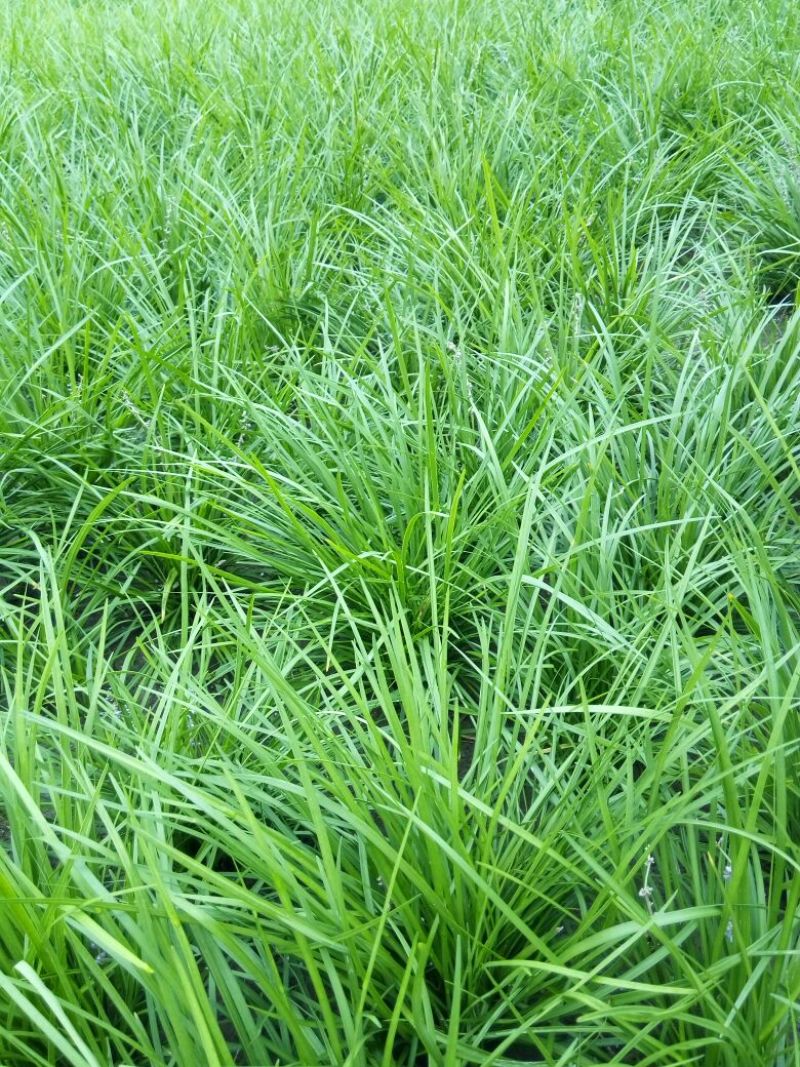 四季青草坪