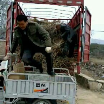 桃树苗40~50cm-柿子苗-苹果苗=成品