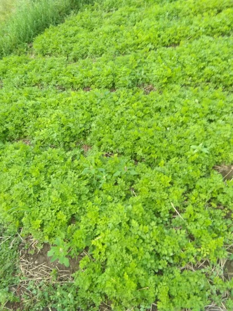 纯生荒地当归苗