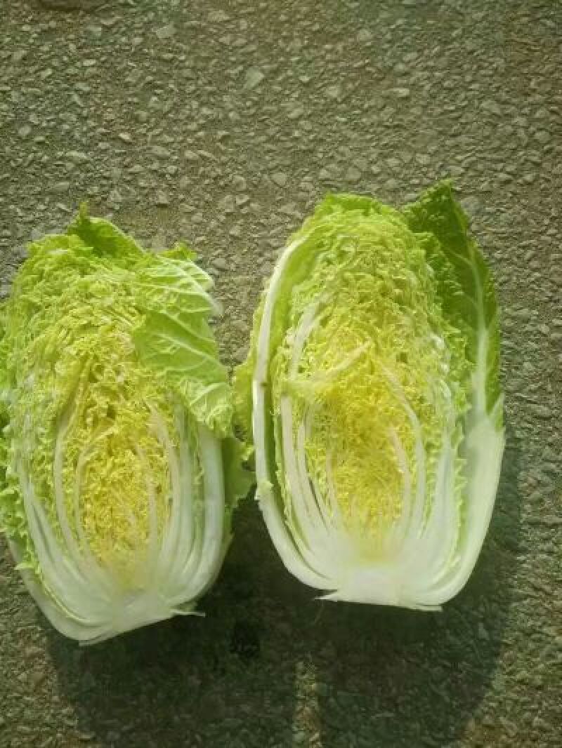 【荐】青岛莱西市精品大白菜，黄心白菜现割现发，可按需包装