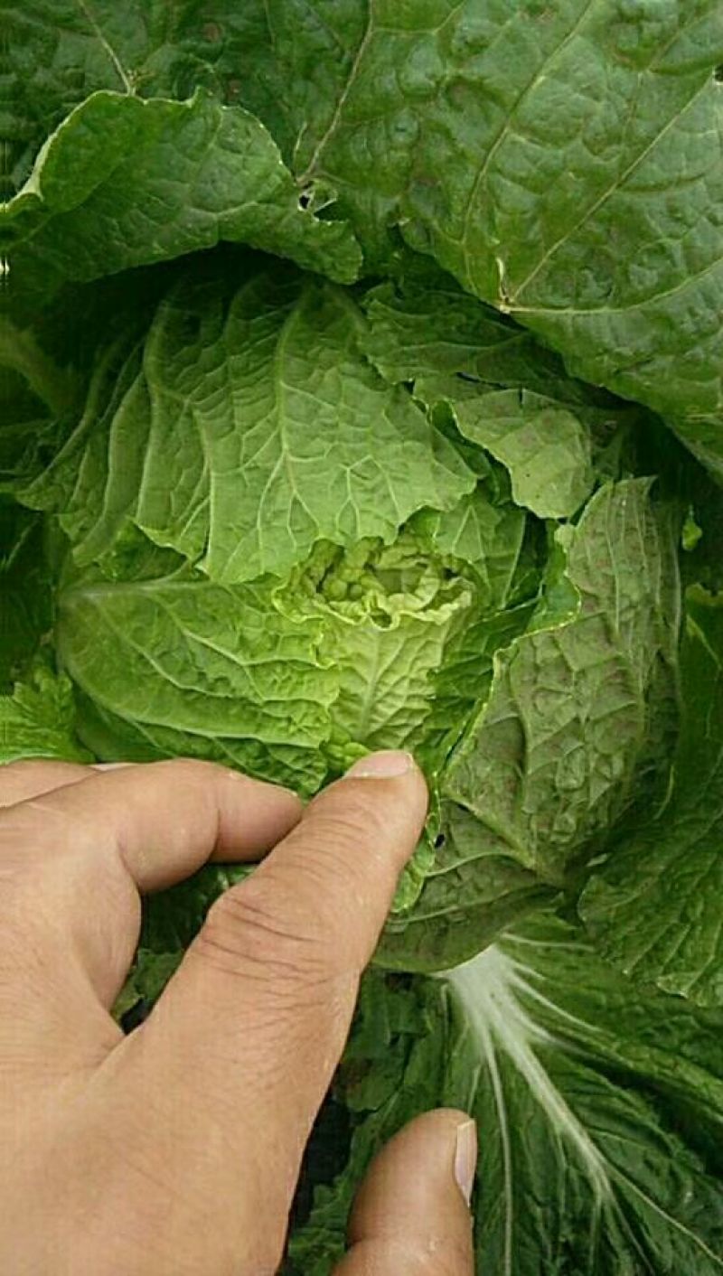 【荐】青岛莱西市精品大白菜，黄心白菜现割现发，可按需包装