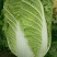 【荐】青岛莱西市精品大白菜，黄心白菜现割现发，可按需包装