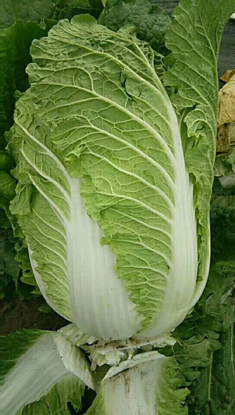 【荐】青岛莱西市精品大白菜，黄心白菜现割现发，可按需包装