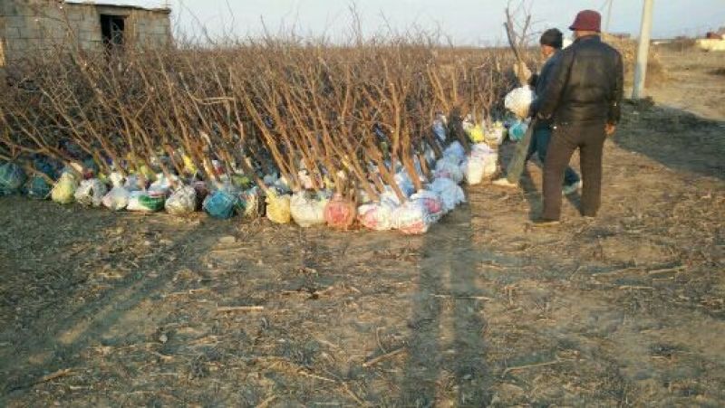 沾化区龙须枣树大量现货供应充足产地直发量大