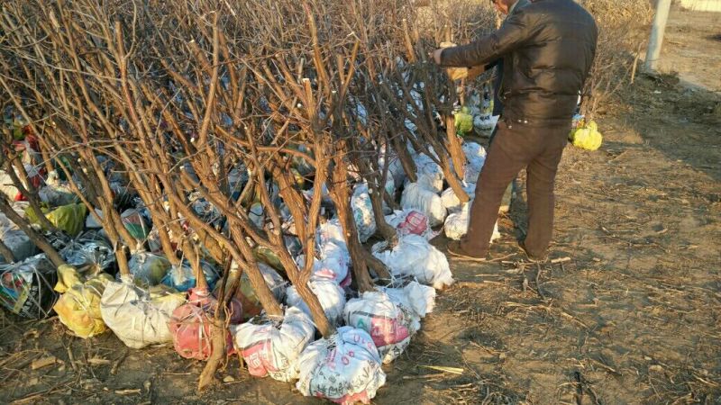 沾化区龙须枣树大量现货供应充足产地直发量大