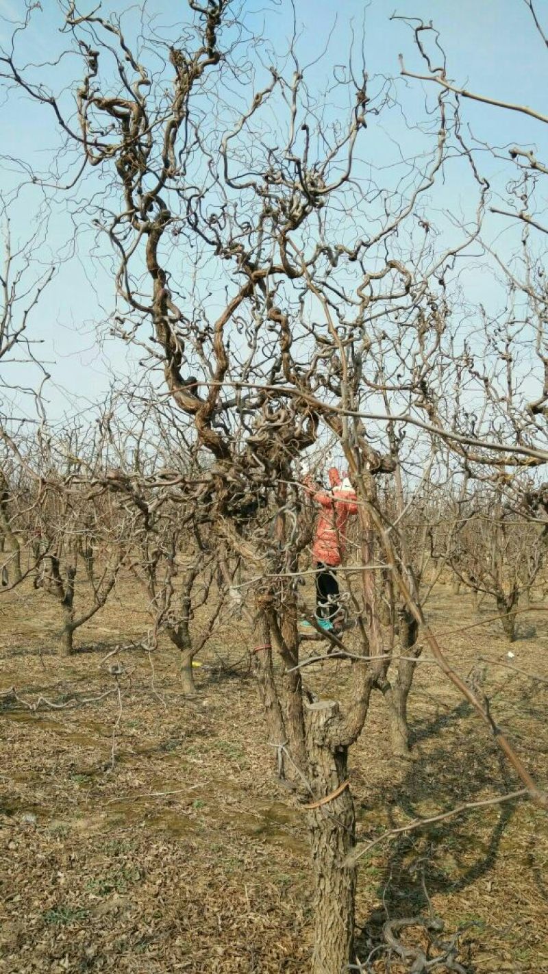 沾化区龙须枣树大量现货供应充足产地直发量大