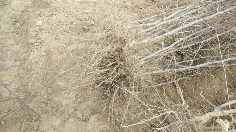 沾化区龙须枣树大量现货供应充足产地直发量大