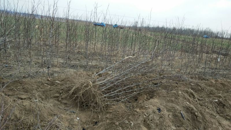 沾化区龙须枣树大量现货供应充足产地直发量大