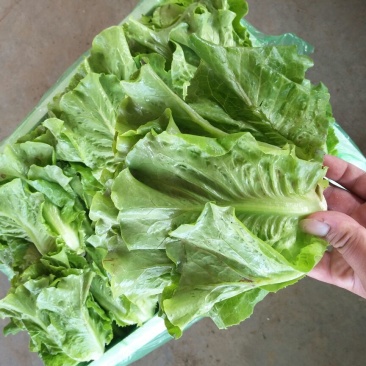 精品意大利生菜3两~4两鲜货供应实力代办量大优惠