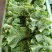 精品意大利生菜3两~4两鲜货供应实力代办量大优惠