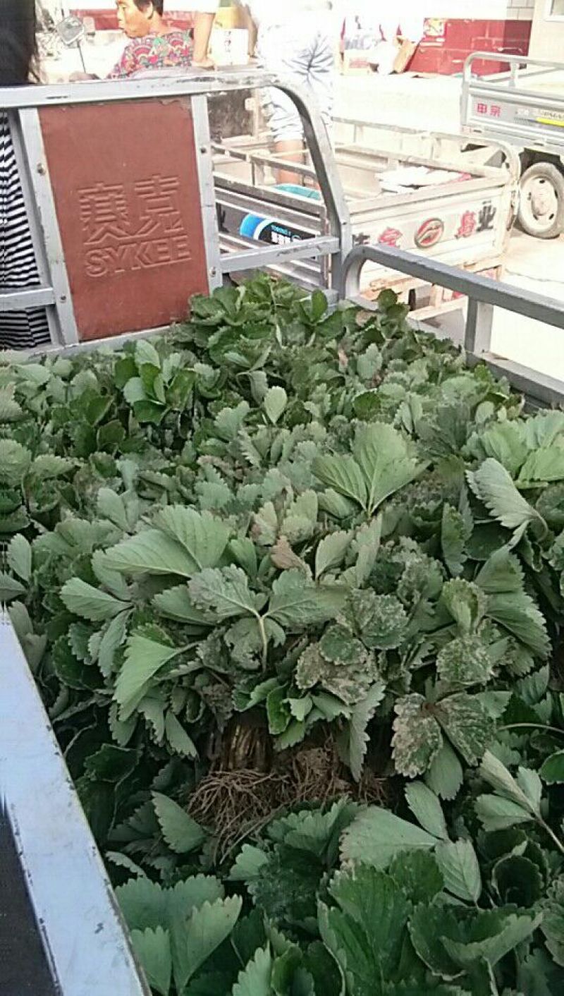 达赛莱克特草莓苗20~30cm，蜜宝，甜查理，等均有货