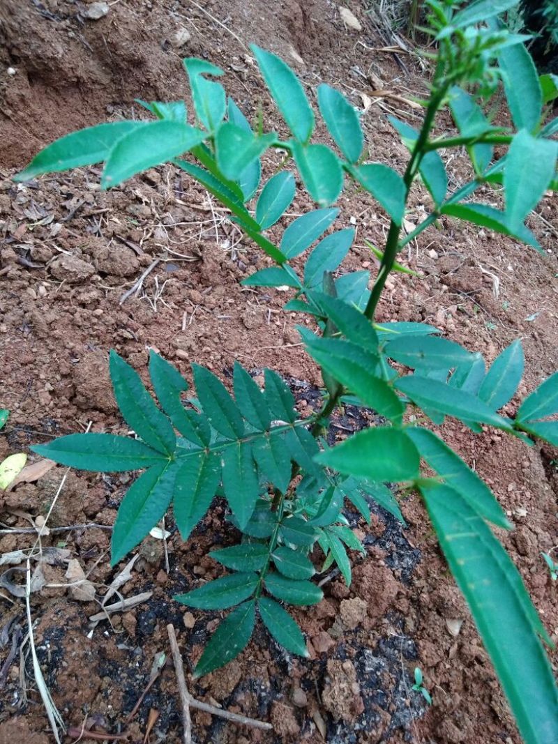 花椒种子