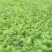 武都大红袍花椒苗0.5~1年