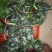 芦荟掌形18~20cm