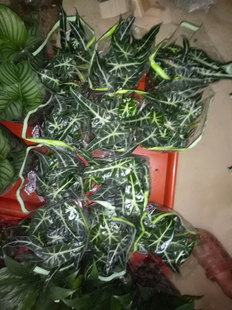 芦荟掌形18~20cm