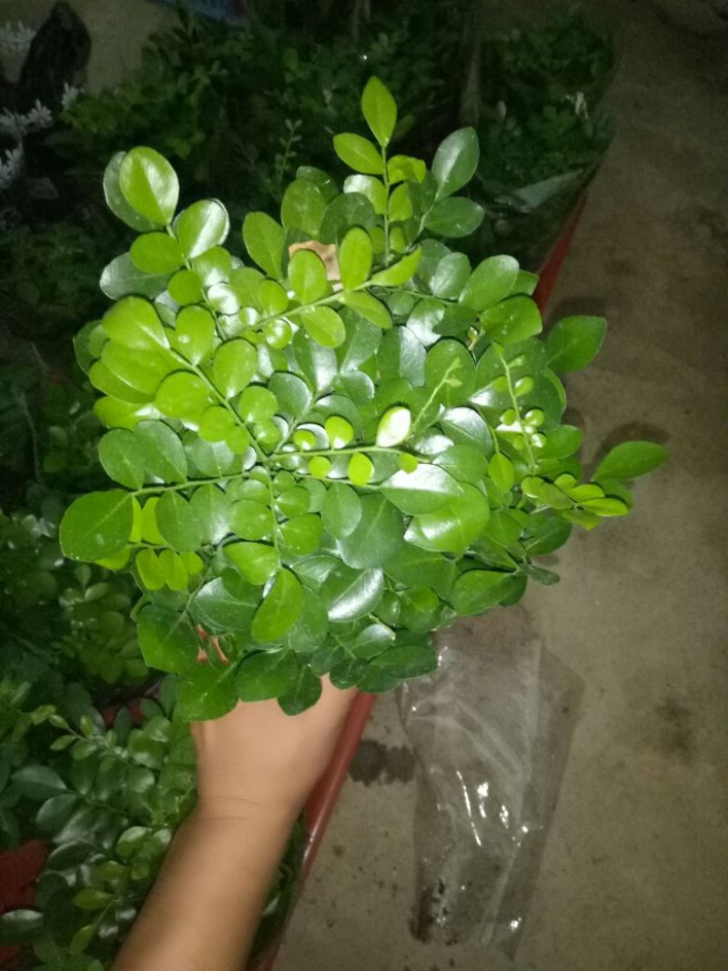 芦荟掌形18~20cm
