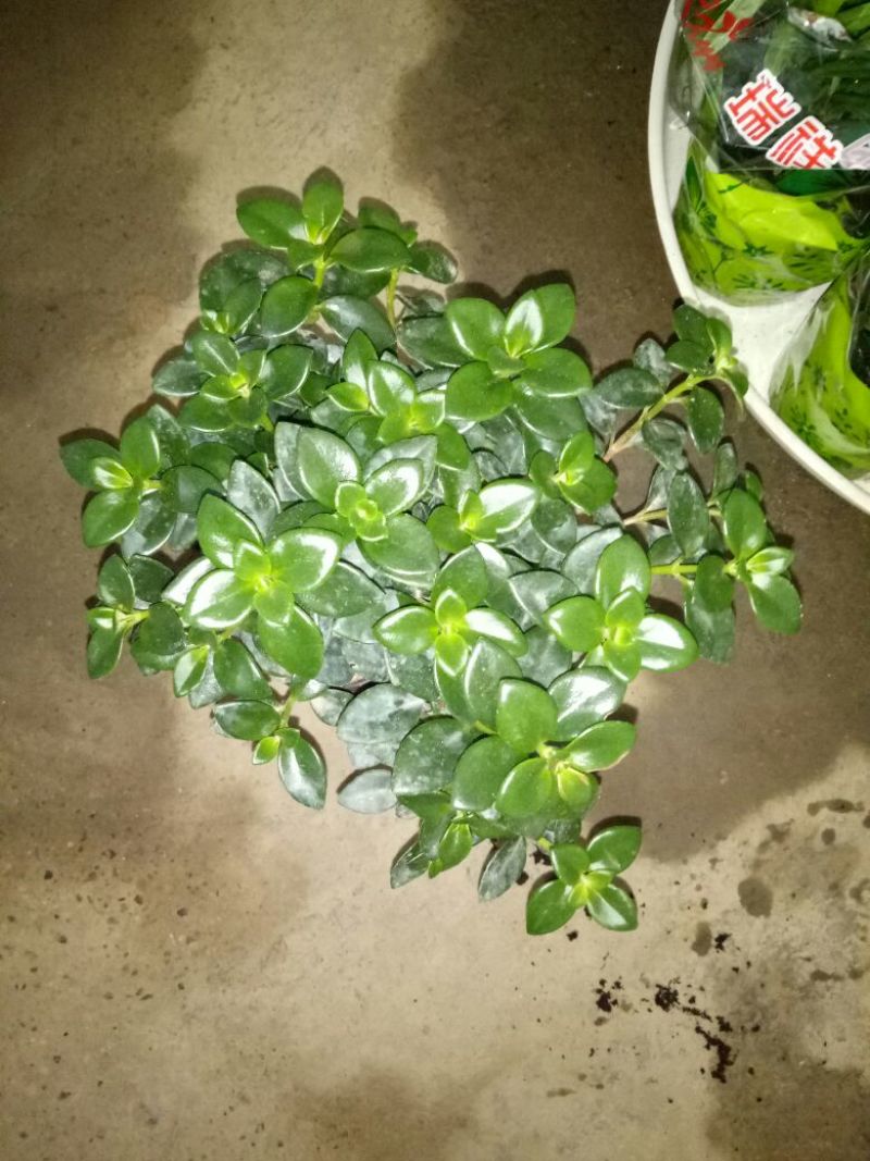 芦荟掌形18~20cm