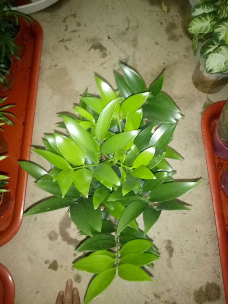 芦荟掌形18~20cm