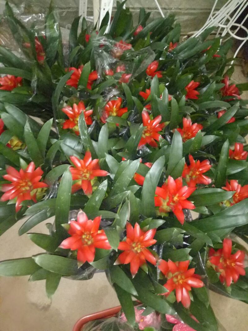 芦荟掌形18~20cm