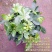 芦荟掌形18~20cm