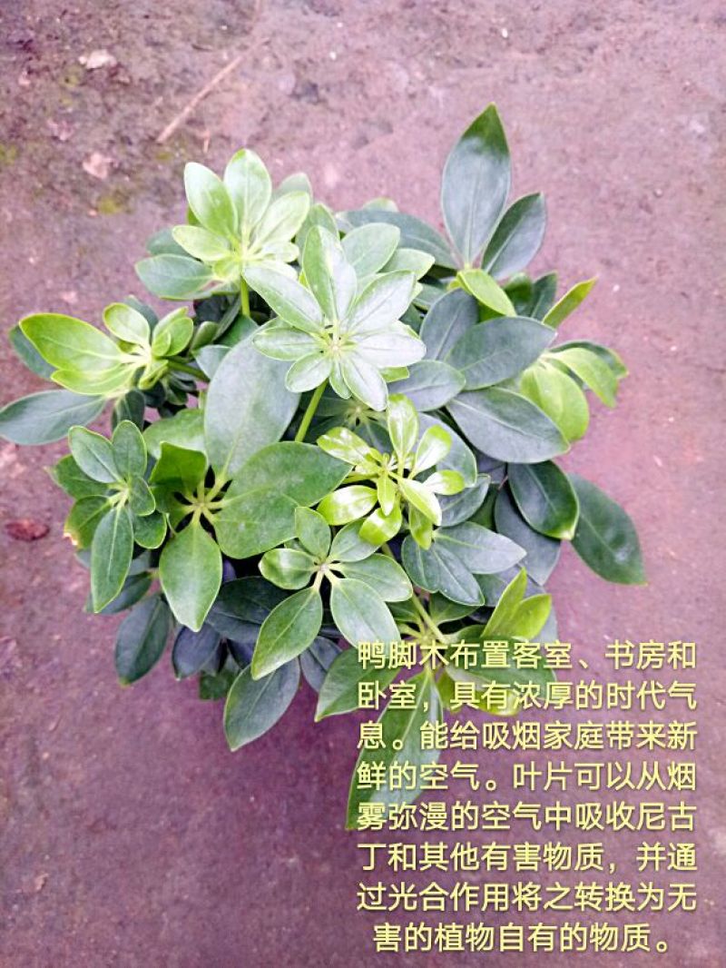 芦荟掌形18~20cm