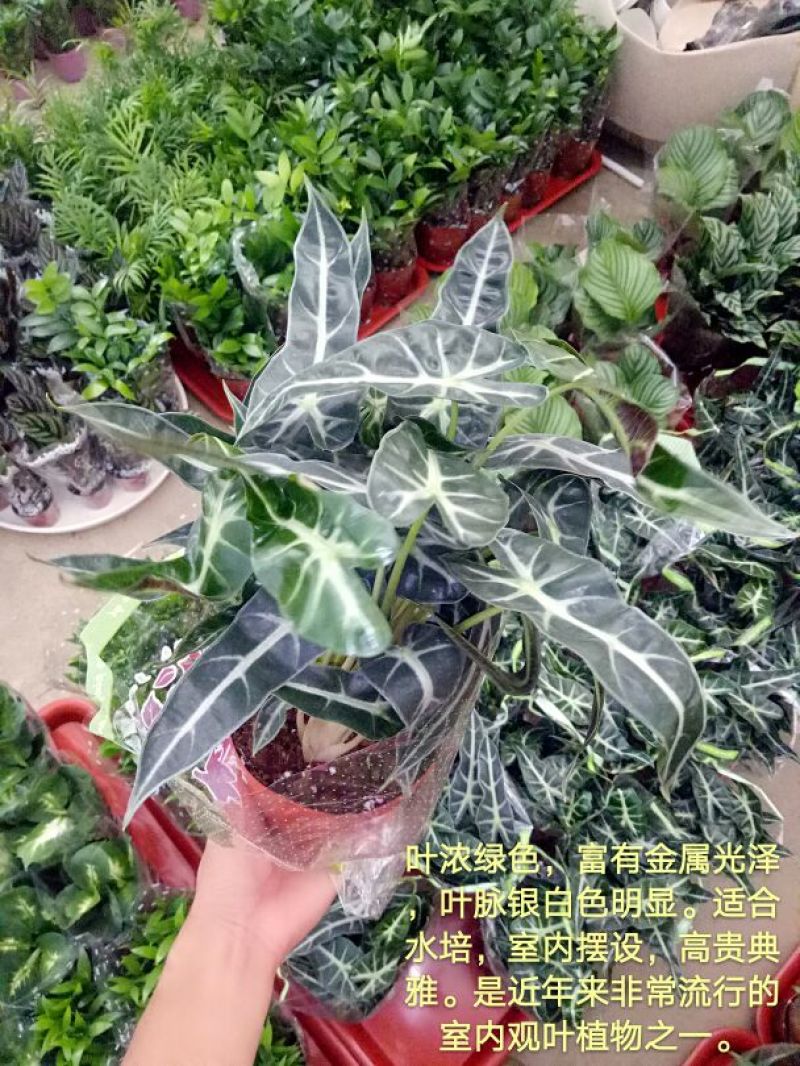 豆瓣绿