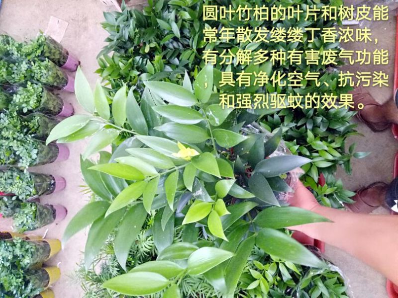 豆瓣绿