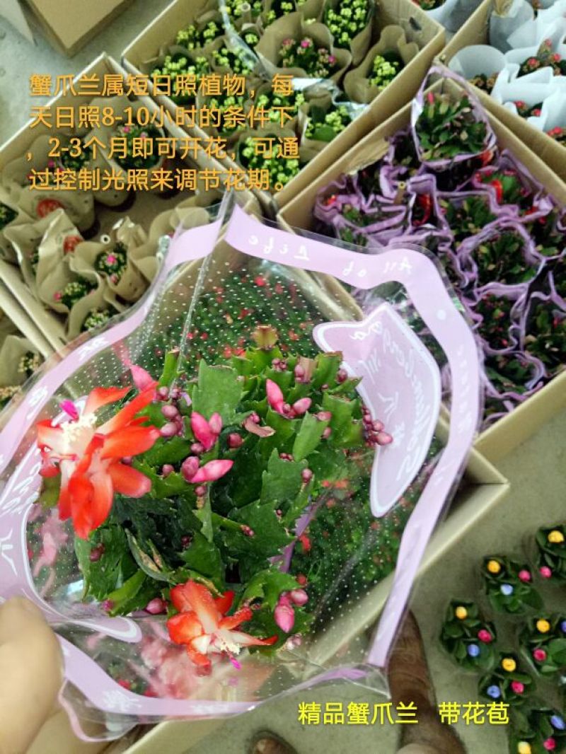 豆瓣绿