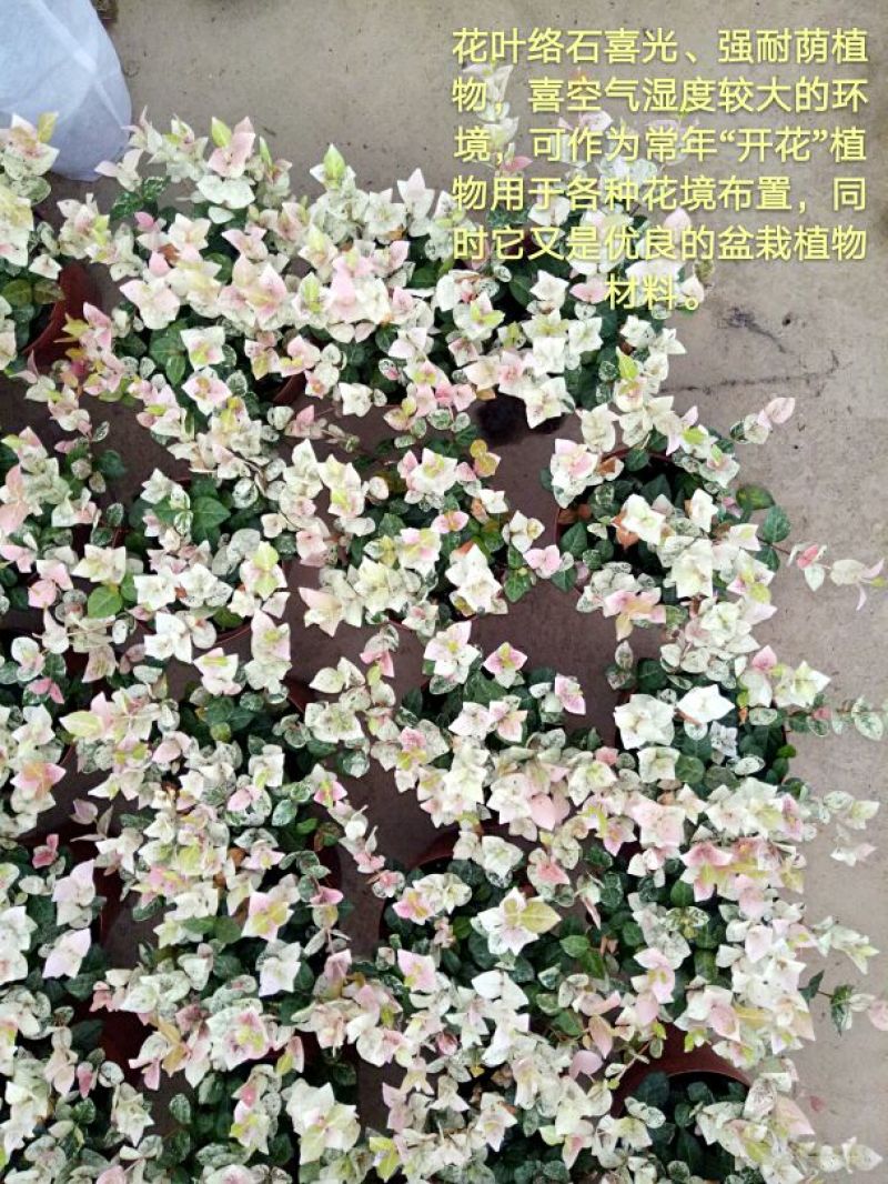 豆瓣绿