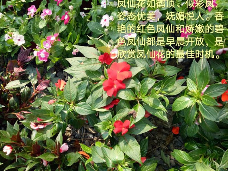 豆瓣绿