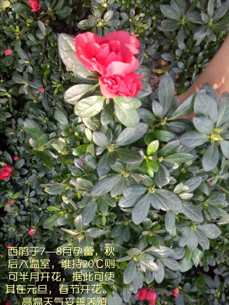 豆瓣绿