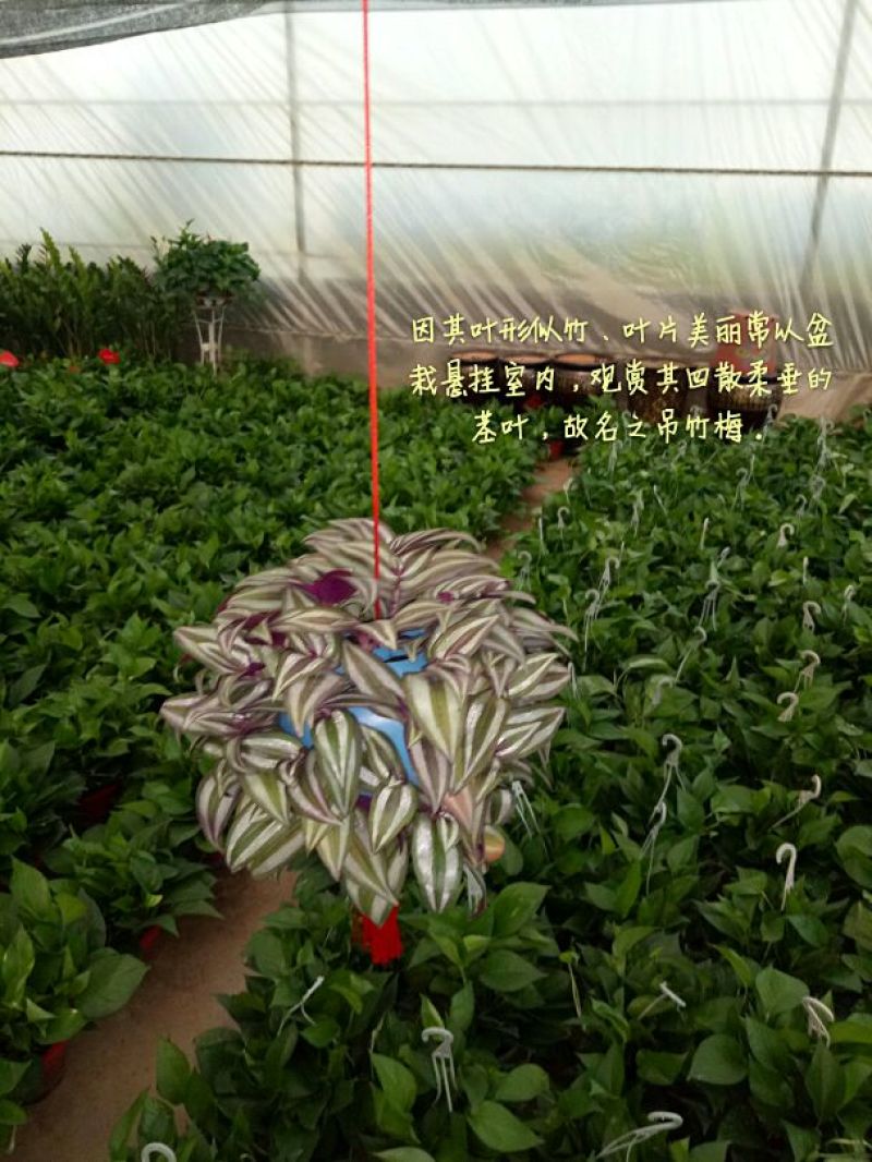 豆瓣绿