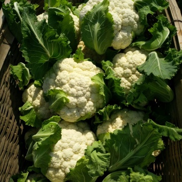 白花菜花紧密乳白1斤