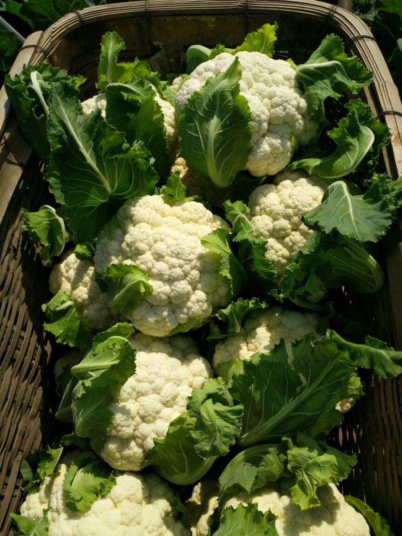 白花菜花紧密乳白1斤