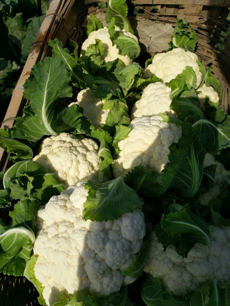 白花菜花紧密乳白1斤