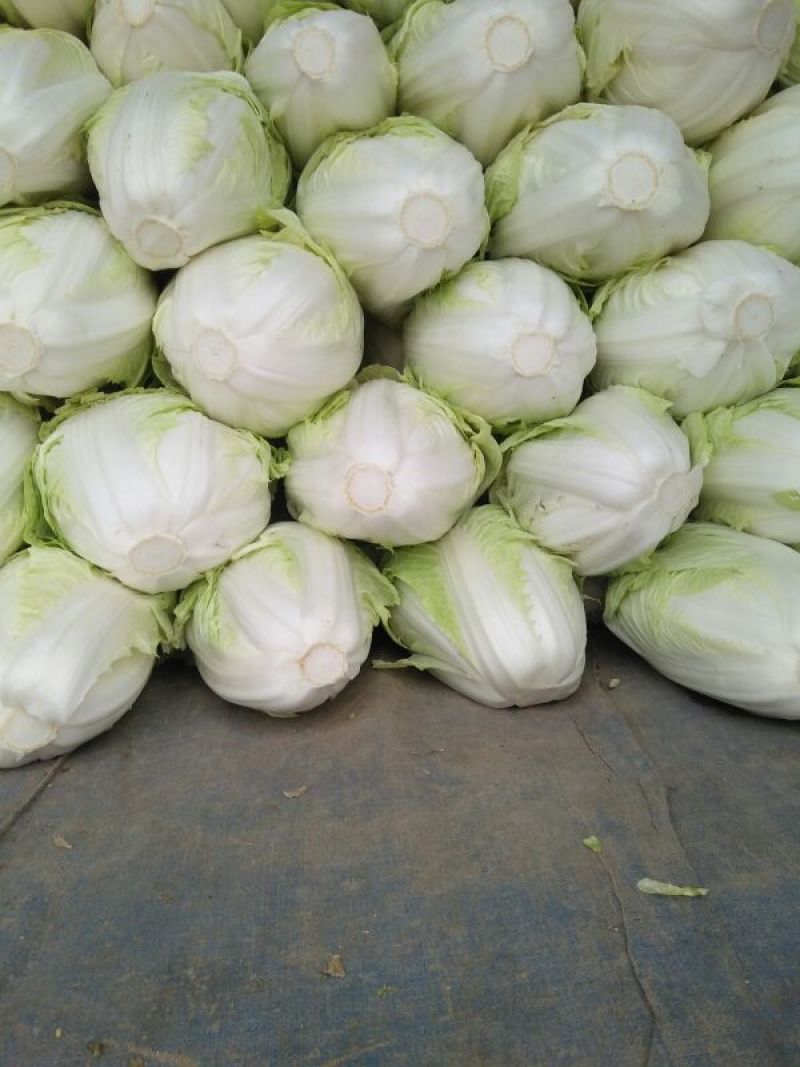 白菜4~6斤春季白菜大量上市了外叶青里面黄丶面积大