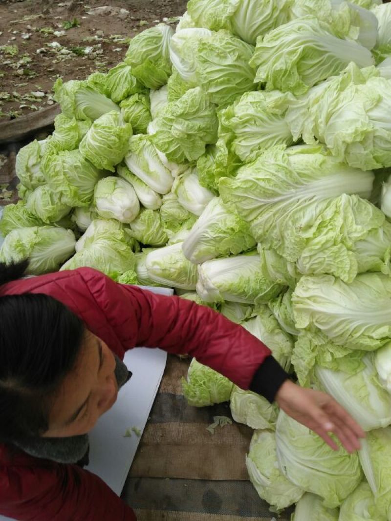 白菜4~6斤春季白菜大量上市了外叶青里面黄丶面积大