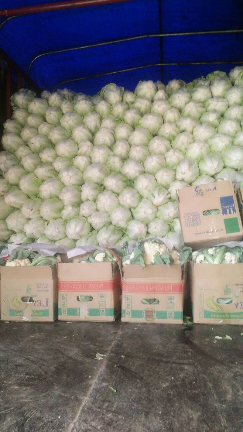 白菜4~6斤春季白菜大量上市了外叶青里面黄丶面积大