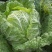 白菜4~6斤春季白菜大量上市了外叶青里面黄丶面积大