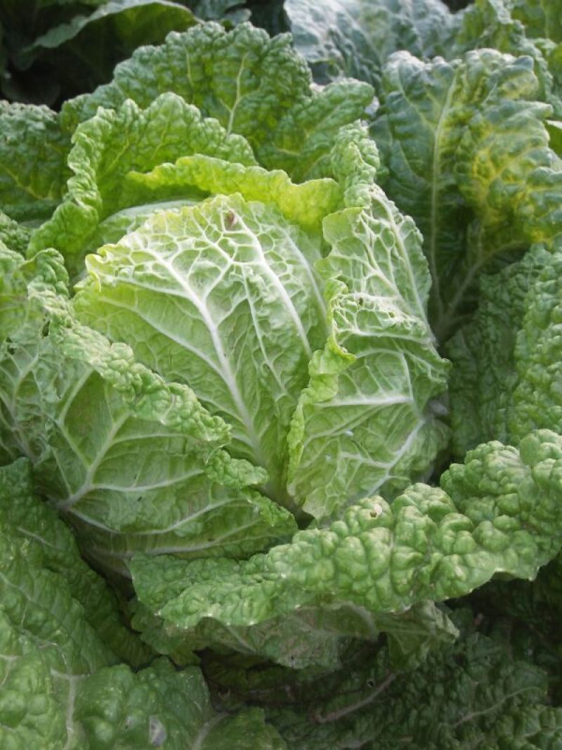 白菜4~6斤春季白菜大量上市了外叶青里面黄丶面积大