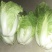 白菜4~6斤春季白菜大量上市了外叶青里面黄丶面积大