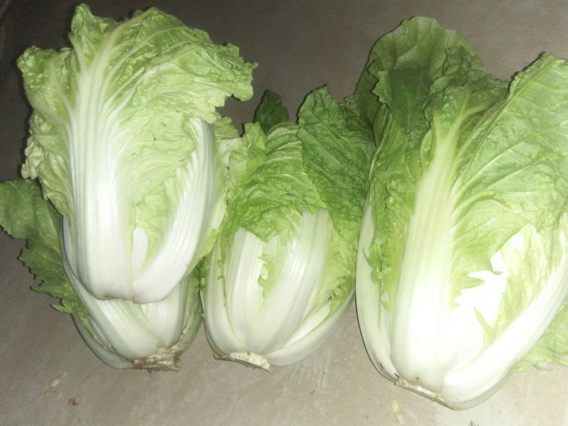 白菜4~6斤春季白菜大量上市了外叶青里面黄丶面积大