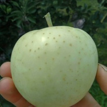 苹果，精品王林苹果70mm以上纸袋，套袋生长，量大价优