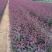 紫叶矮樱80~100cm2cm以下