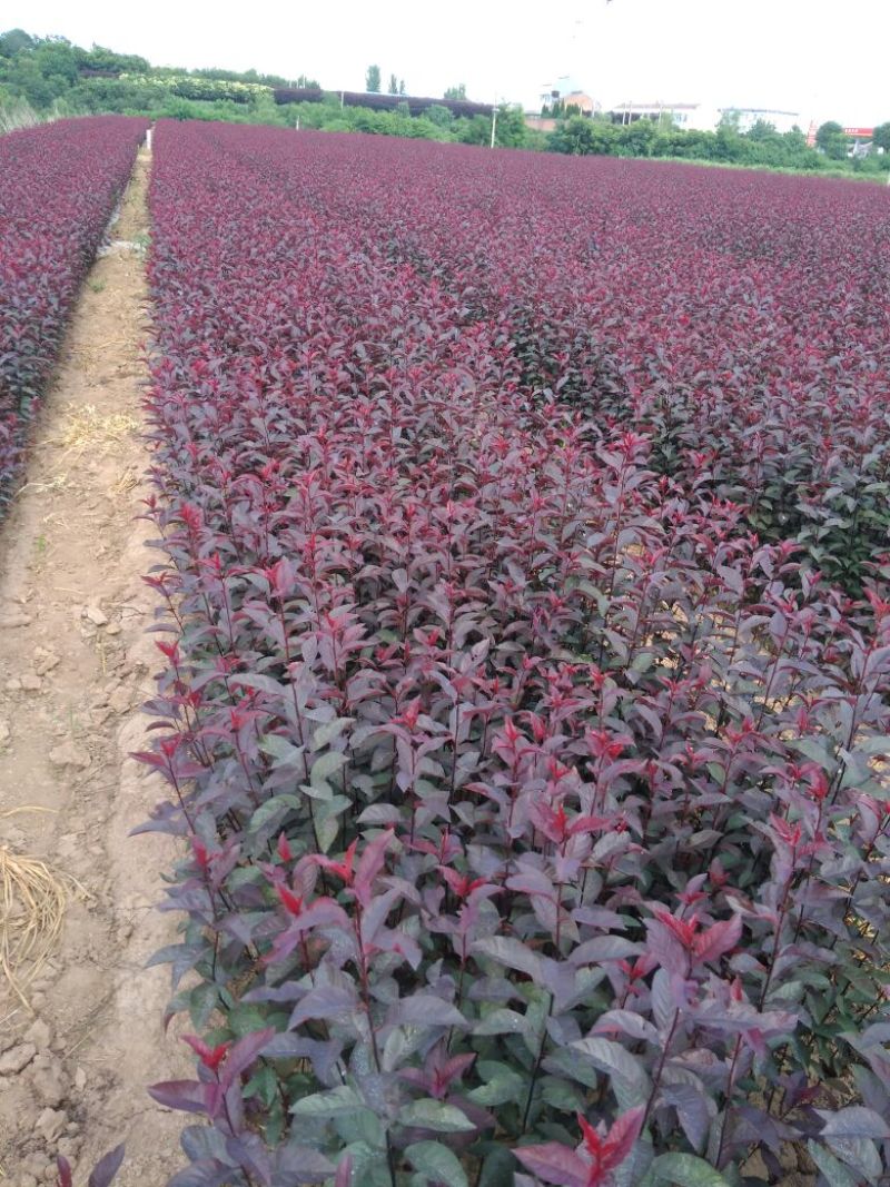 紫叶矮樱80~100cm2cm以下